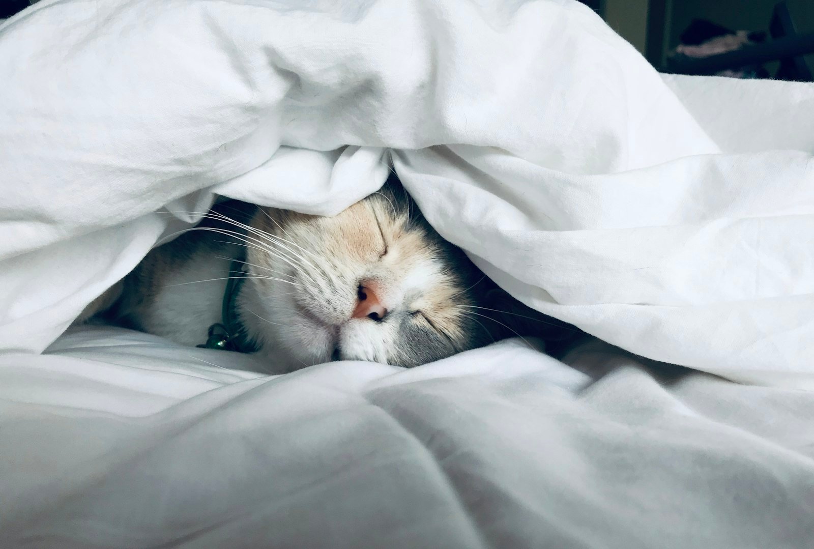 Sleep Disorders: Why You're Always Tired and What to Do About It